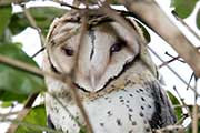 Masked Owl (Tyto novaehollandiae)